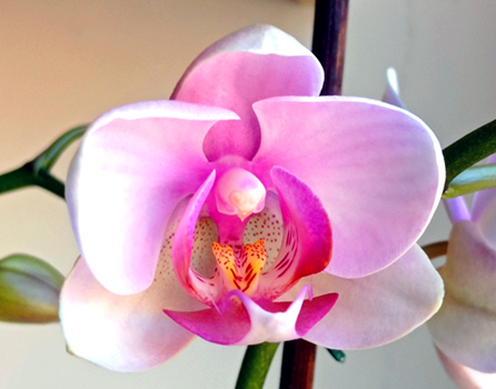 orchid_2